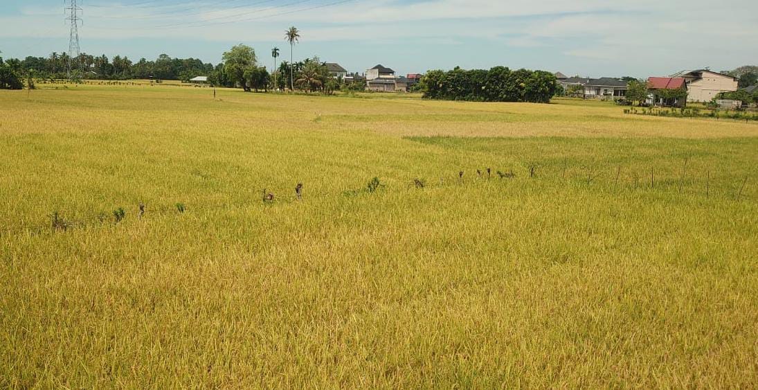 Masuk Musim Panen Padi, Harga Jual di Abdya Capai Rp 8.000/Kg