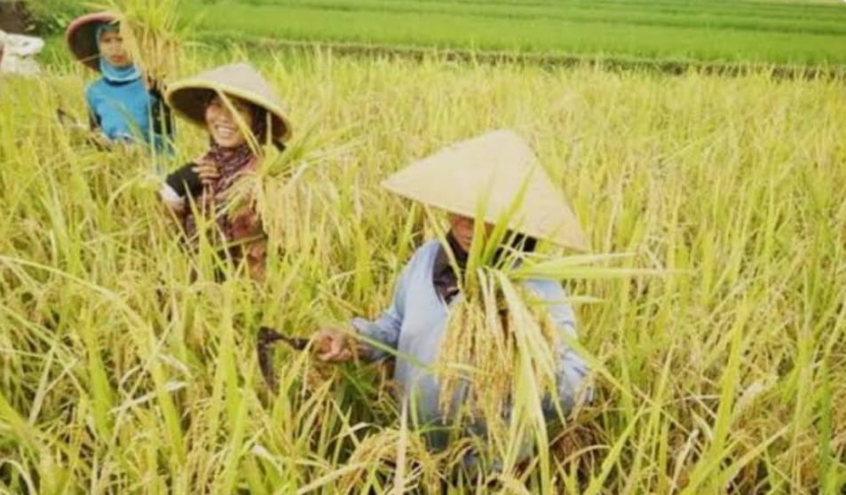 Kreuh-krouh!! Padee Abdya Ditampou Pedagang, Harga Tampung Bulog Kalah Saing, Beras Meloncat Mahal