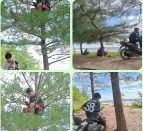 Jaringan Indosat Tak Berfungi, Warga Pedalaman Bulohseuma Panjat Pohon Cari Sinyal Hp