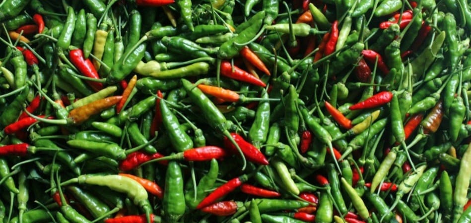 Harga Cabai Rawit Pedas di Bener Meriah Rp32.000 per Kg, Produksi Anjlok Petani Diuntungkan