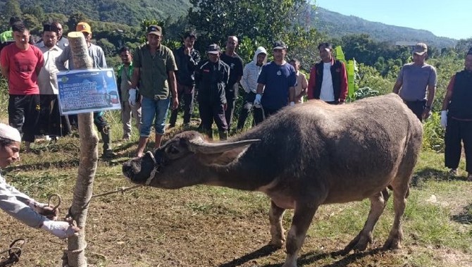 Idul Adha 1447 H, Pemkab Bener Meriah Sembelih 28 ekor Hewan Qurban, total tembus 1000 ekor