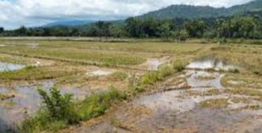 Termasuk Hibah Aceh Selatan, Tanah Sawah Pemda Abdya bernilai miliaran dikelola Pihak Ketiga belum ada Dasar Hukum dan Retribusi