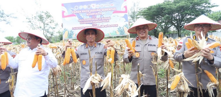 Kapolda Aceh bareng Wakapolda dan Bupati Oyon Panen Jagung di Singkil Utara