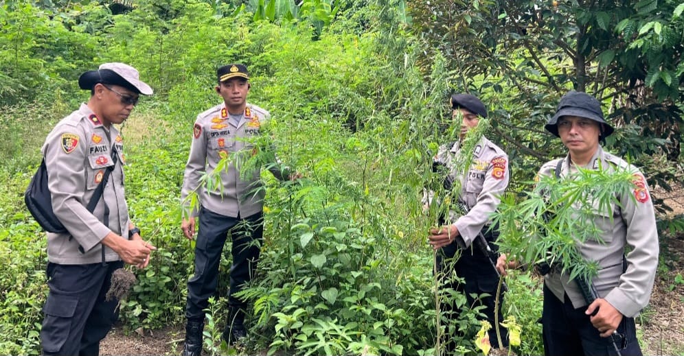 Polres Bireuen Ciduk Pemilik Ladang Ganja seberat 154 Kg di Areal 2 H, Satu Pelaku Lari ke Hutan