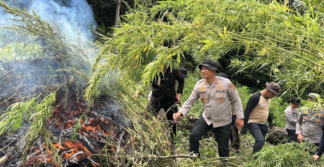 Terbesar !! Ladang Ganja  seluas 43,25 H setara 62 ton, Ditemukan dan diberangus  Polres Gayo Lues Polda Aceh