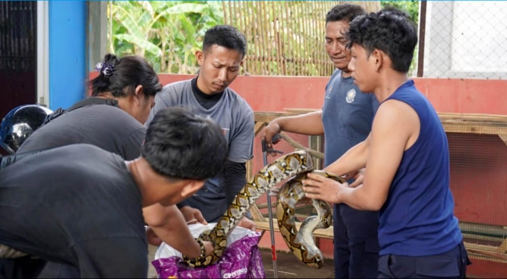 Enam Ular Sanca Dilepasliarkan di Gunung Rajabasa, Damkarmat Ajak Warga Jaga Ekosistem Alam