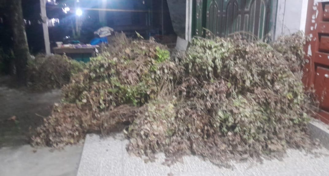 Harga Minyak Nilam Bertahan di Pantai Barat-Selatan Aceh, Pala Tersungkur