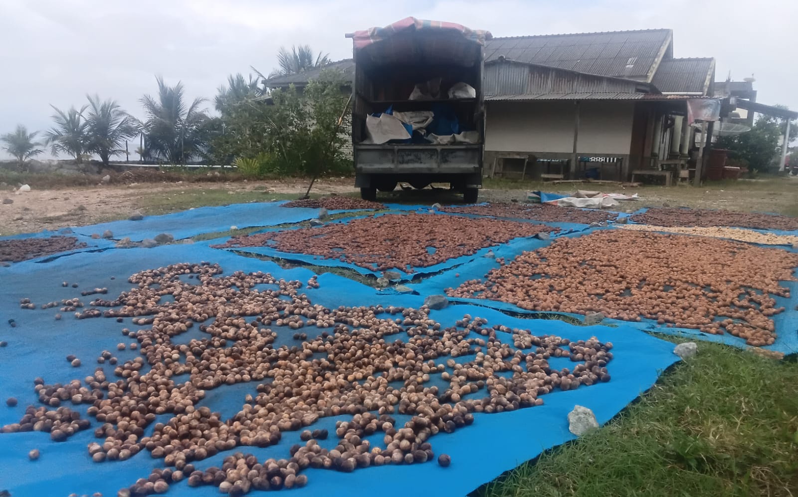 Harga Pala, Komoditi Unggulan Aceh Selatan Terpuruk di level Terendah