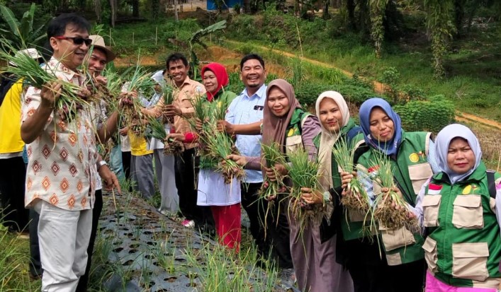 Mantap!! Dukung ketahanan Pangan Pemkab bersama NGO,  Panen Bawang Merah perdana di Aceh Singkil