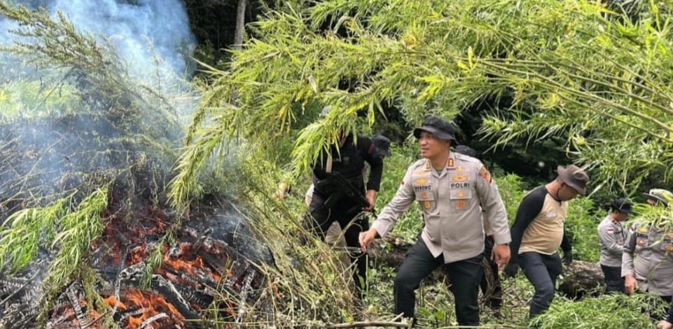 Terbesar !! Ladang Ganja  seluas 43,25 H setara 62 ton, Ditemukan dan diberangus  Polres Gayo Lues Polda Aceh