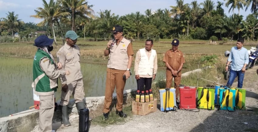 Dinas TPHP Nagan Raya Gandeng POPT Kuala Lakukan Pengendali Hama Padi