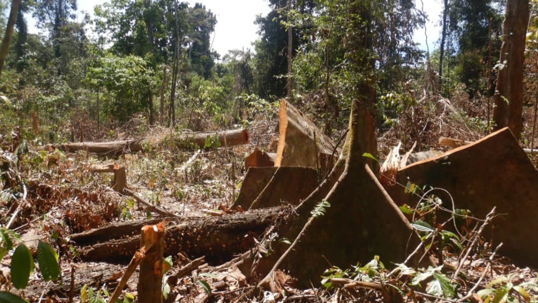 Dilaporkan ke APH, Diduga Aksi Perambahan Hutan TNGL di Kluet Timur Aceh Selatan Meluas