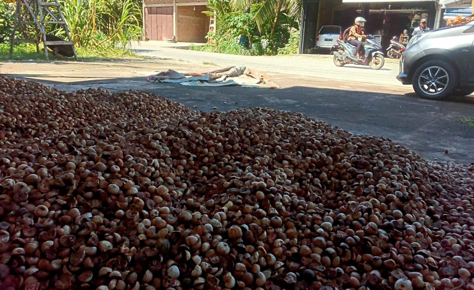 Harga Minyak Pala Rontok, Nilam Naik Pelan, Pinang Kering Stabil di Aceh Selatan