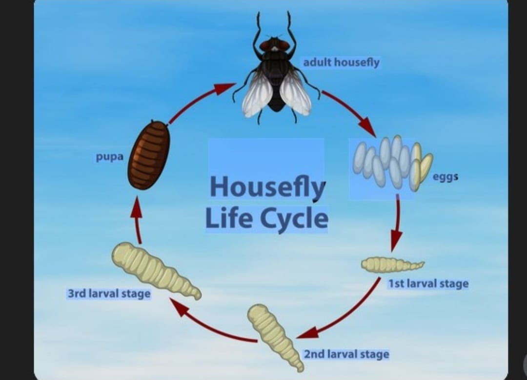 Belatung Berasal Dari Lalat Dewasa, Perkembangbiakan Terlalu Cepat