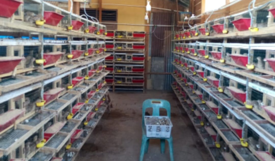 Bangkit untuk Maju, BUMG Harapan Bersama Tapaktuan Aceh Selatan Budidaya Puyuh, 2.500-2.600 telur per hari