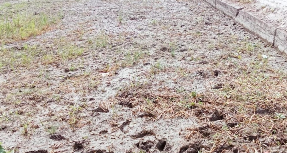 Lahan Persawahan Aceh Tenggara Mulai Kering Kerontang, Petani Menjerit Petani Padi Kesulitan Air