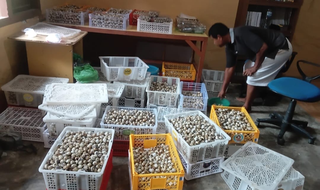 Kendala Pemasaran, BUMG Harapan Bersama Gampong Tepi Air Tapaktuan, Petik Omset Rp.30 juta per bulan