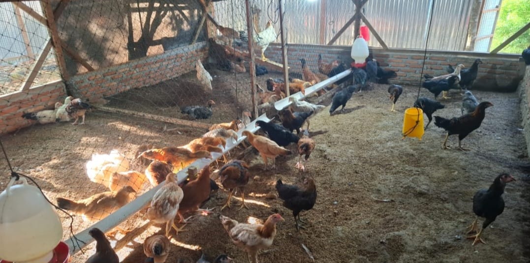 Gembleng Ketahanan Pangan, BUMG Gunung Kerambil Tapaktuan Ternak Ayam Kampung 300 ekor