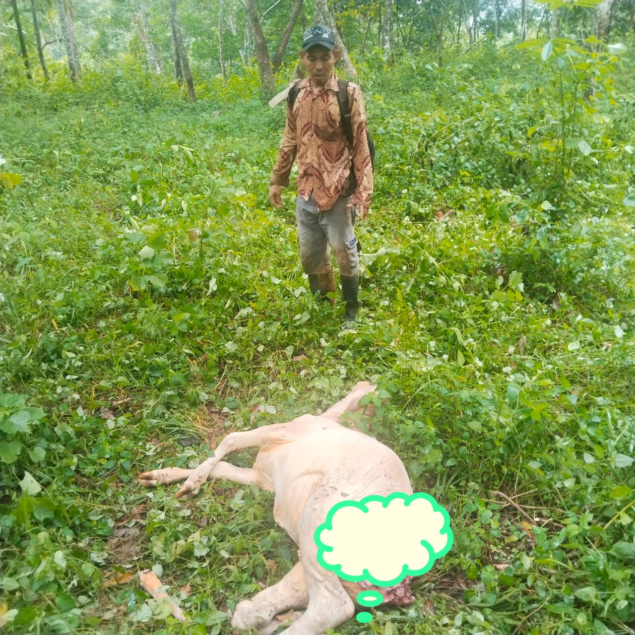 Ngeri dan Waspada!! Harimau Berkeliaran di Pemukiman Penduduk, Ternak Warga di Aceh Tenggara Diterkam
