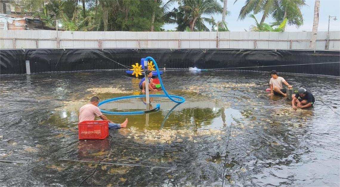 Listrik Padam, Bumdes Maju Jaya Tapaktuan Rugi, Panen Prematur udang Vaname